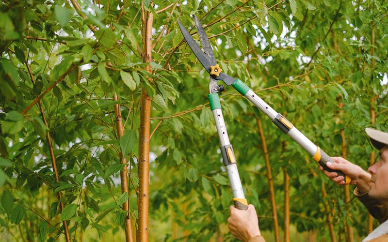 Tree trimming in Shinnston, WV