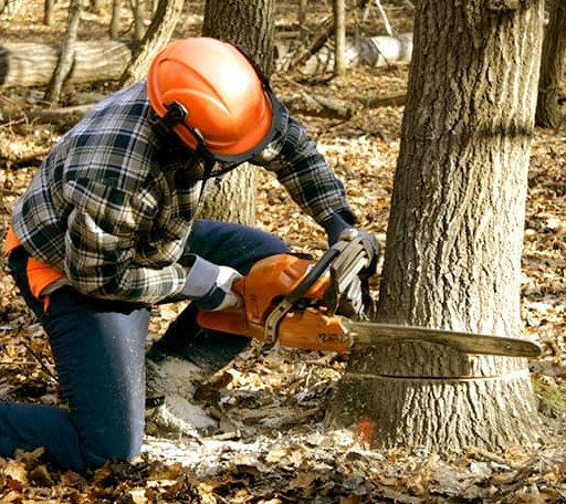 Tree Removal in Shinnston, WV